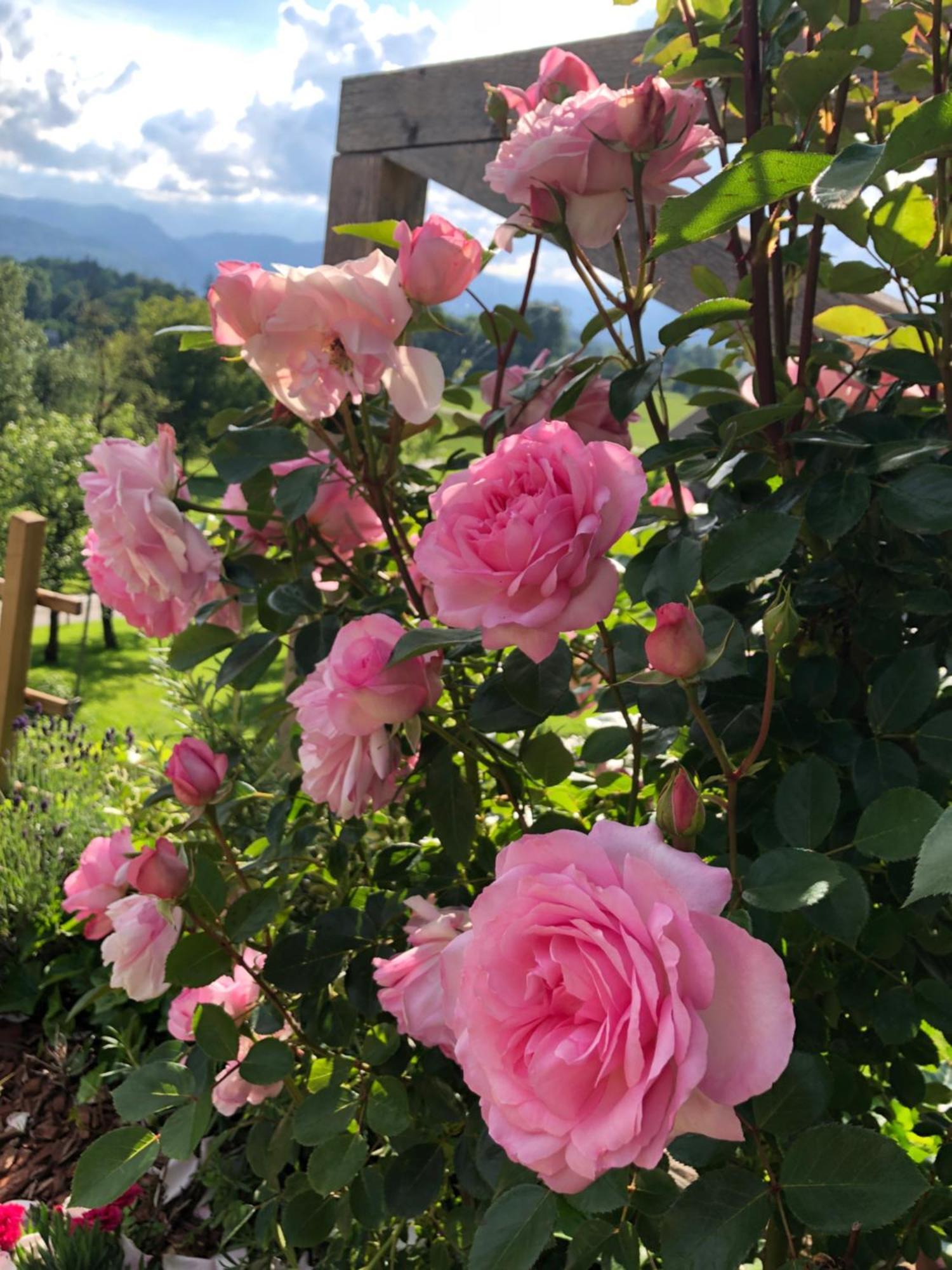 Apartma Rosa Spodnji Otok Dış mekan fotoğraf
